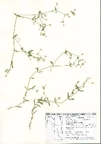 Arenaria lanuginosa subsp. saxosa image